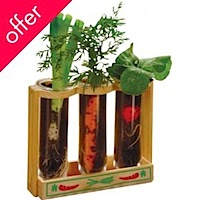 root viewe from Toy Day