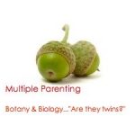 twin acorns with 'multiple parenting. Botany & Biology...Are they twins?'