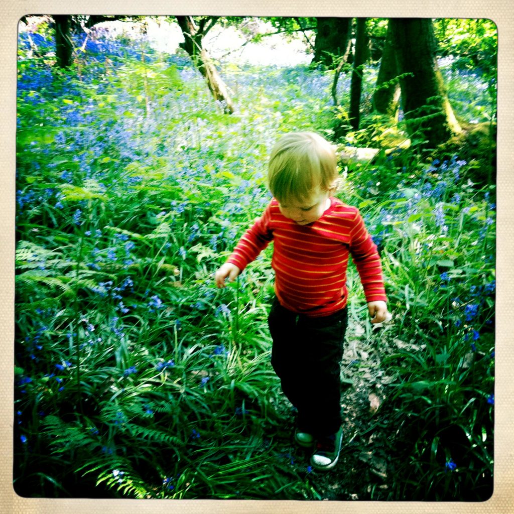 Walk through bluebell woods Wowo campsite
