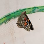 Summer Project: Butterfly Garden