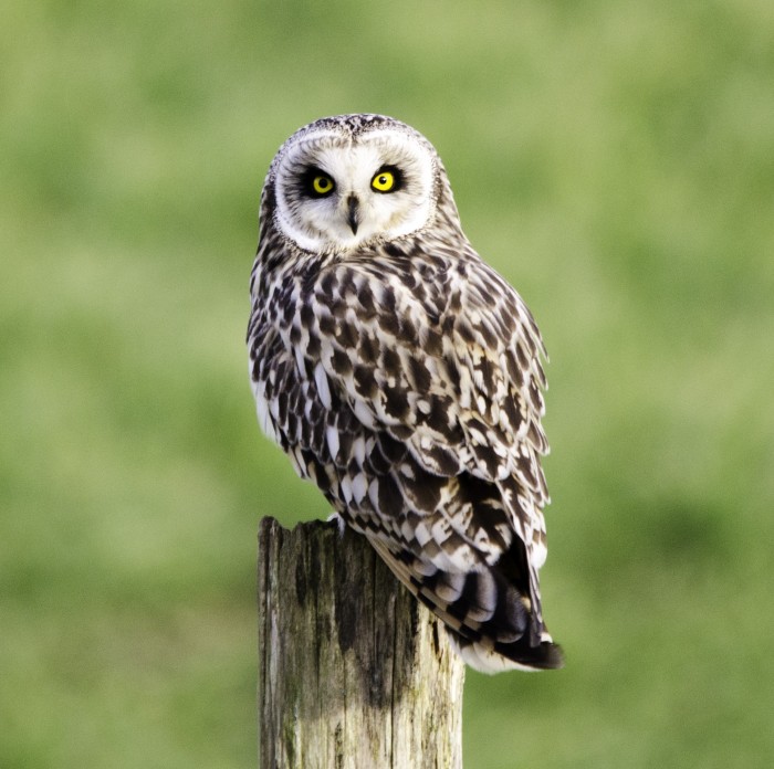 RSPB Owl